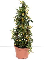 Kamerplanten van Botanicly – 2 × Gelsemium sempervirens Piramide – Hoogte: 65 cm