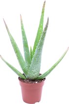 Aloe Vera plant - Kamerplant - Succulent - Vetplant - Kamerplant luchtzuiverend ↑ 30-45cm - Ø 12cm