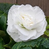Begonia dubbel wit | 9 stuks | Knol | Geschikt voor in Pot | Wit | Prachtige Knolbegonia | Begonia | 100% Bloeigarantie | QFB Gardening