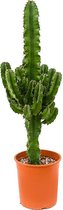 Cactus van Botanicly – Cactus – Hoogte: 75 cm – Euphorbia Eritrea