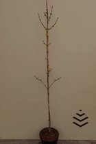 Jonge Gele Kornoelje boom | Cornus mas 'Pyramidalis | 100-150cm hoogte