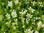 12x Bijenkorfje (Prunella grandiflora 'Alba') - P9 pot (9x9)