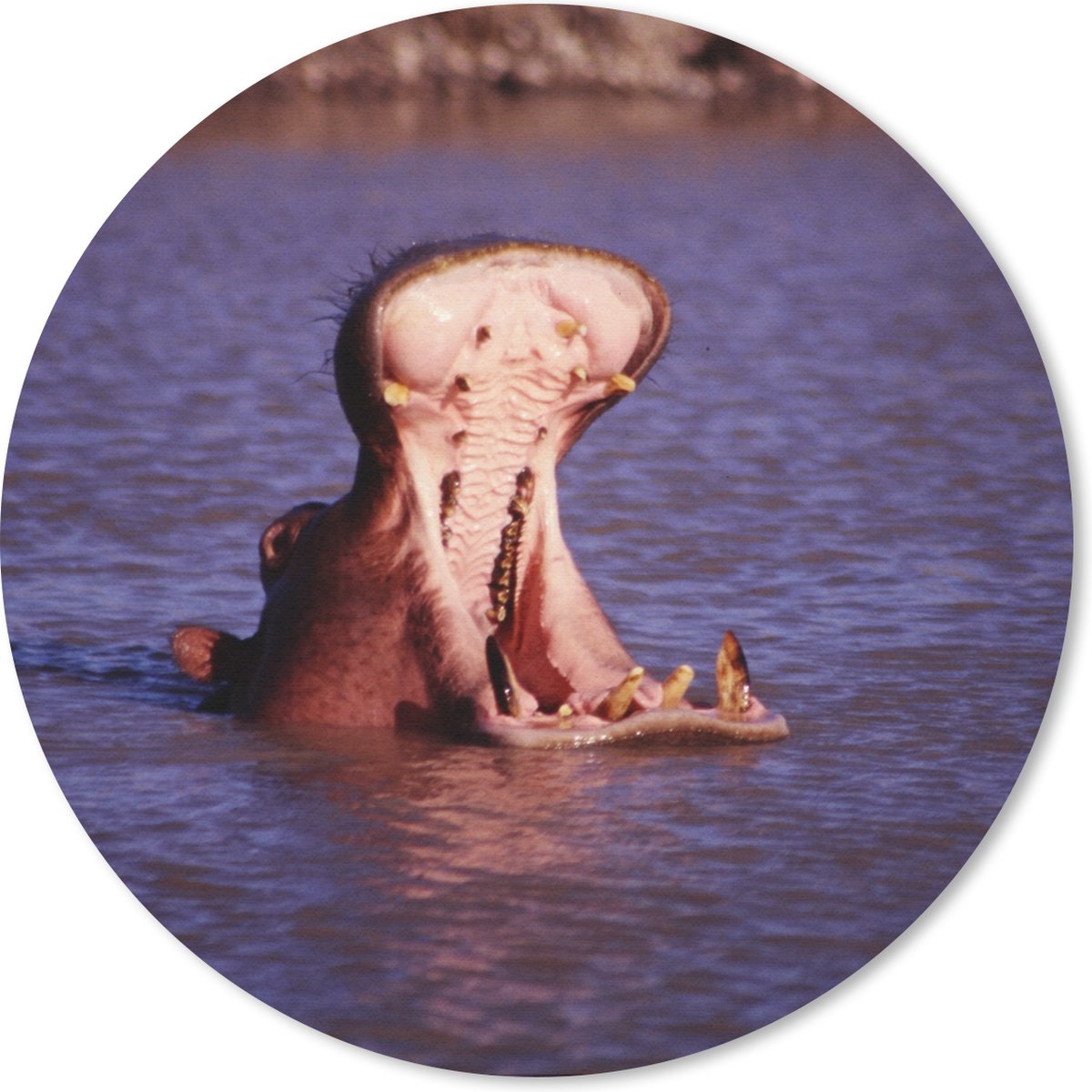 Muismat rond 20x20 cm - Mousepad Nijlpaard - Water - Bek - Ronde muismatten