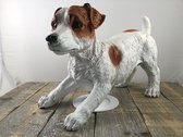 Mooi beeld van een Jack Russel, typisch speels beeld!!