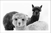 Walljar - Alpaca - Dieren poster met lijst