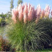 12 x Cortaderia selloana 'Rosea' - Pampasgras in C2 liter pot met hoogte 20-40cm