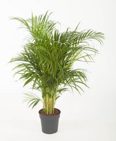 Kamerplant van Botanicly – Goudspalm – Hoogte: 85 cm – Dypsis lutescens