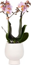 Kolibri Orchids | Roze phalaenopsis orchidee in witte keramieken Scandic sierpot - potmaat Ø9cm