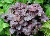 6x Purperklokje (Heuchera 'Midnight Rose') - P9 pot (9x9)