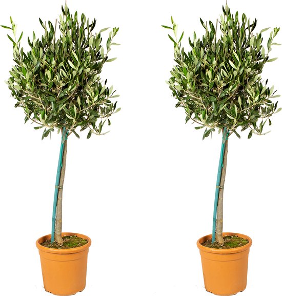 Olijfboom op stam - Olea Europaea per 2 stuks - Buitenplant in kwekerspot ⌀19 cm - ↕70-80 cm