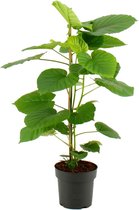 Ficus Umbellata ↨ 95cm - planten - binnenplanten - buitenplanten - tuinplanten - potplanten - hangplanten - plantenbak - bomen - plantenspuit