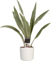 Sansevieria Aubrytniana Metallica met Elho B.for soft white ↨ 55cm - hoge kwaliteit planten