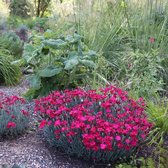 50 x Dianthus deltoides Brilliant -  Steenanjer in 9x9cm pot met hoogte 5-10cm