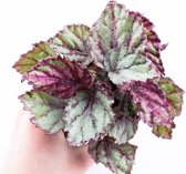 Begonia Rex mix "Magische kleuren"  Ø 9cm  Kamerplant
