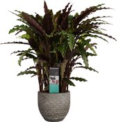 Dracaena lemon Lime - Hoogte ↕ 70cm - Pot ∅ 17cm