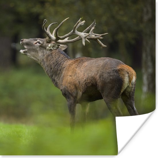 Poster Eland - Bos - Portret - 75x75 cm