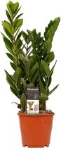 Zamioculcas - ZZ plant - Hoogte: ↑ 45 cm - Half-schaduw - Waterbehoefte: Weinig - diameter pot: 14 cm