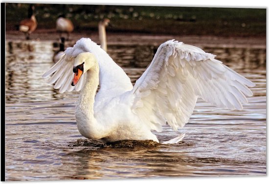 Dibond –Boze Zwaan in Rivier -40x30 Foto op Aluminium (Met ophangsysteem)