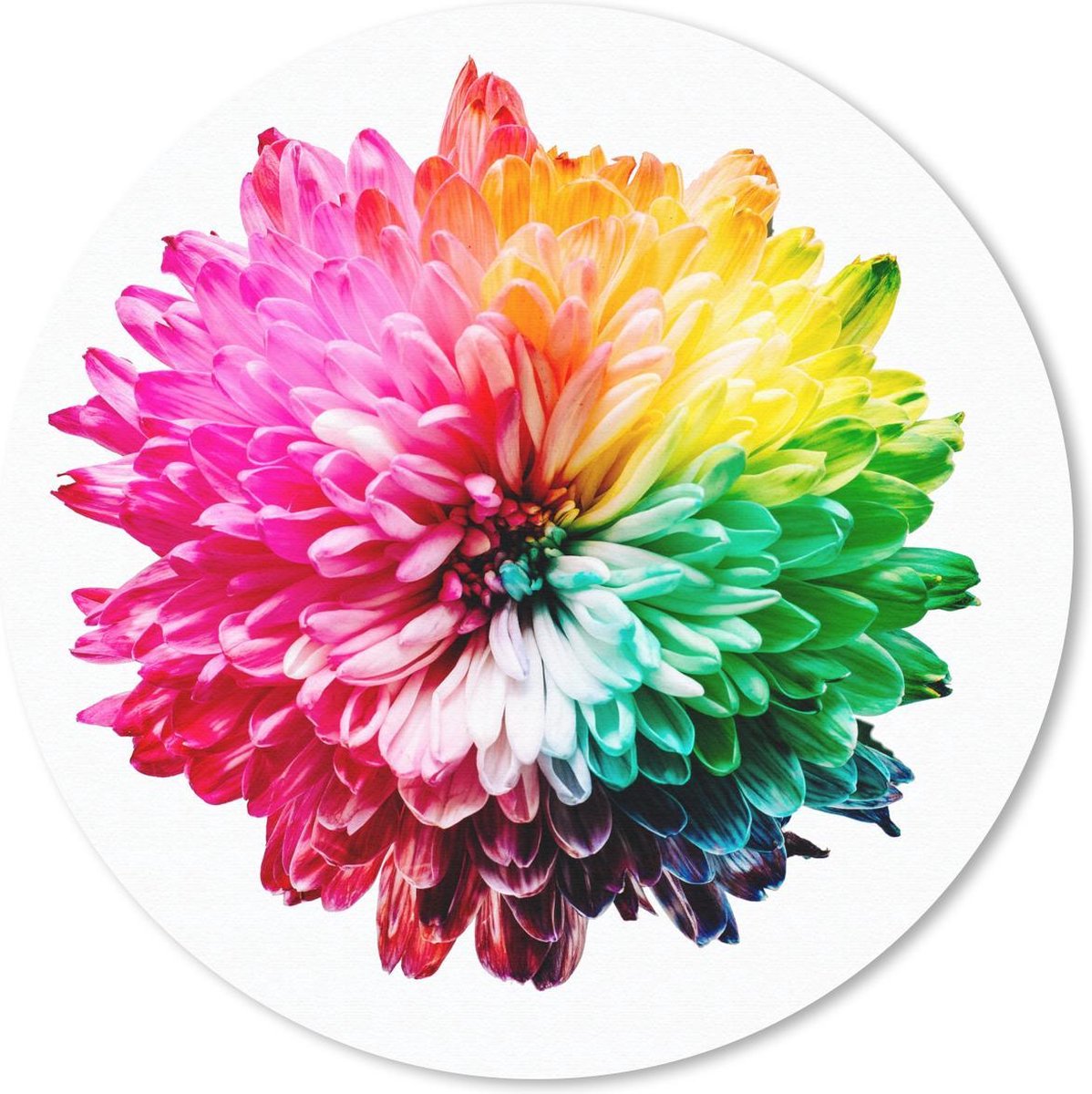 Muismat rond 30x30 cm - Mousepad Bloemen - Regenboog - Chrysant - Ronde muismatten