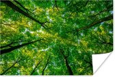 Affiche Forêt - Arbres - Vert - 120x80 cm