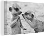 Canvas schilderij 150x100 cm - Wanddecoratie Tweetal stokstaartjes - zwart wit - Muurdecoratie woonkamer - Slaapkamer decoratie - Kamer accessoires - Schilderijen