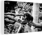 Canvas Schilderij Jonge chimpansee in de jungle - zwart wit - 90x60 cm - Wanddecoratie