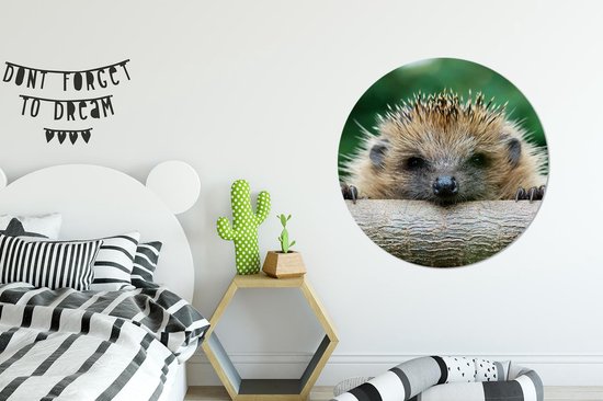 Papier peint Circle - Hérisson - Forêt - Tronc d'arbre - 100x100 cm - Wall Circle XXL