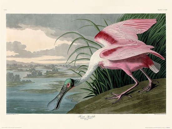Poster - John James Audubon Roseate Spoonbill - 40 X 30 Cm - Multicolor