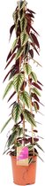 Kamerplant van Botanicly – Cissus discolor – Hoogte: 150 cm