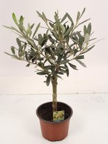Kamerplant van Botanicly – Olijf boom – Hoogte: 40 cm – Olea europeae
