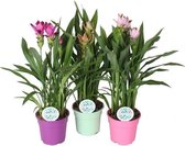 Kamerplanten van Botanicly – 3 × Curcuma – Hoogte: 65 cm – Curcuma Siam