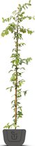 Perzisch ijzerhout | Parrotia persica | meerstammig | Hoogte: 125-150 cm | meerstammig