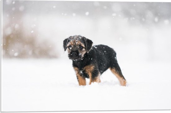 Acrylglas - Besneeuwde Pup - 60x40cm Foto op Acrylglas (Wanddecoratie op Acrylglas)