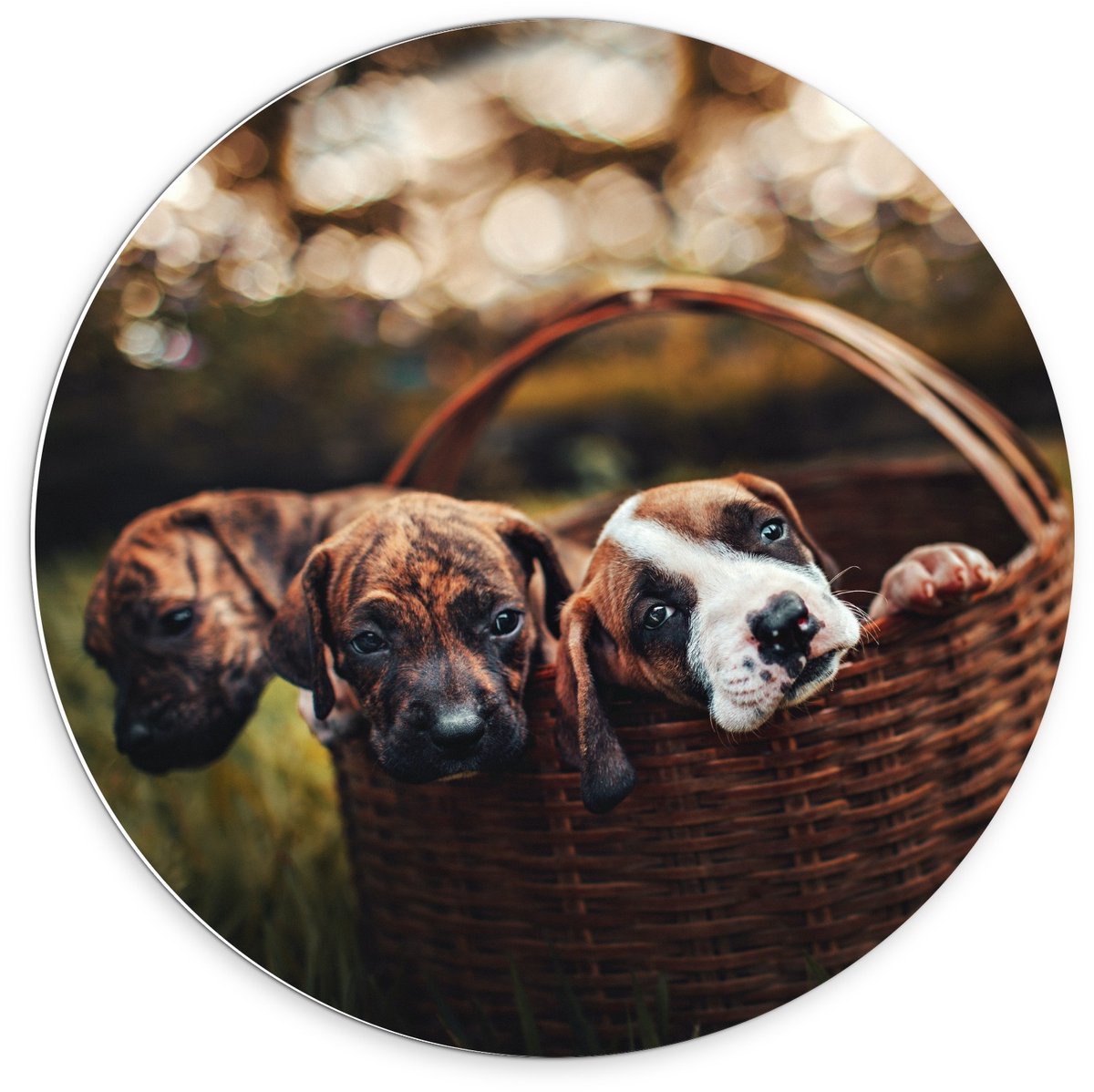 KuijsFotoprint Forex Wandcirkel - Mandje gevuld met Pups - 70x70cm Foto op Wandcirkel (met ophangsysteem) Groen