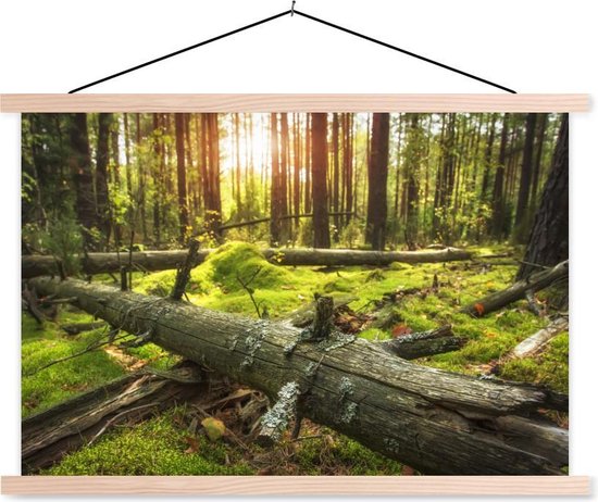 Posterhanger incl. Poster – Schoolplaat – Boom – Bos – Mos – 60×40 cm – Blanke latten