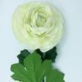 Ranunculus BOEKET VAN NATURAL TOUCH MET GIANT 55 CM