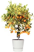 Fruitgewas van Botanicly – Citrus Variegata in witte ELHO plastic pot als set – Hoogte: 75 cm