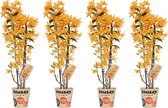 Orchideeën van Botanicly – 4 × Bamboe Orchidee – Hoogte: 50 cm, 2 takken – Dendrobium nobile Firebird
