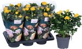 Bloem van Botanicly – Rosa Palace – Hoogte: 45 cm