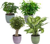 Kamerplanten van Botanicly – 4 × Ficus, Koffieplant, Dieffenbachia compacta, Ficus – Hoogte: 25 cm – Ficus Green Kinky, Coffea, Dieffenbachia, Ficus Natasja