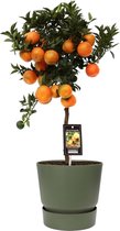Fruitgewas van Botanicly – Citrus Mandarin in groente ELHO plastic pot als set – Hoogte: 60 cm