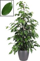 Kamerplant van Botanicly – Treurvijg incl. sierpot antraciet als set – Hoogte: 105 cm – Ficus benjamina Danielle