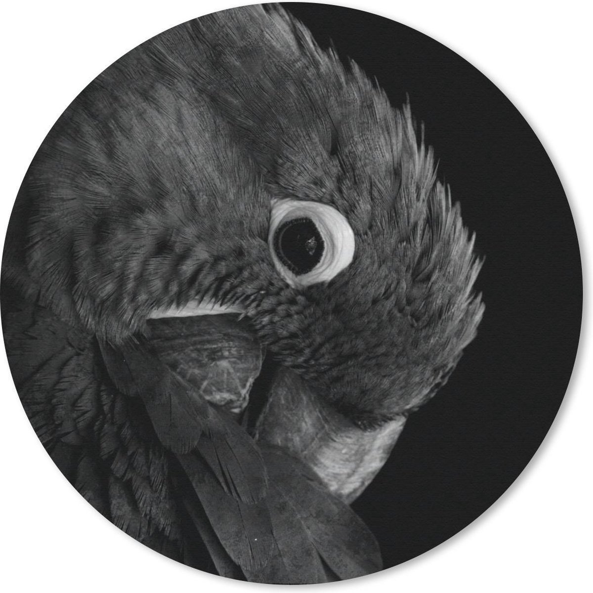 Muismat rond 50x50 cm - Mousepad Close-up van een kleurrijke papegaai - zwart wit - Ronde muismatten