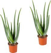 2x Aloe Vera Barbadensis - Vetplant - Kamerplant - Onderhoudsvriendelijk - ⌀12 cm - 35-40 cm