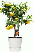 Fruitgewas van Botanicly – Citrus Clementine in witte ELHO plastic pot als set – Hoogte: 85 cm
