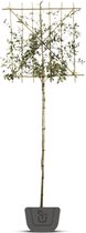 Steeneik als leiboom | Lei-Quercus Ilex | Stamomtrek: 8-10 cm | Stamhoogte: 180 cm | Rek: 120 cm