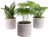 Hellogreen Kamerplant - Trio miniplanten - 20 cm - Laos keramiek Grijs