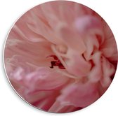 Forex Wandcirkel - Close Up van Roze Bloem - 40x40cm Foto op Wandcirkel (met ophangsysteem)