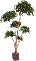 Maxifleur kunstplanten - Kunst Ficus Exotica - Layer x6 - Kunstplant - 300 cm - Niet van echt te onderscheiden!