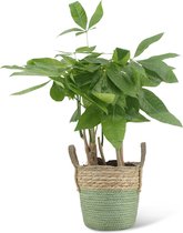 We Love Plants - Pachira Aquatica + Mand Bram - 40 cm hoog - Makkelijke kamerplant